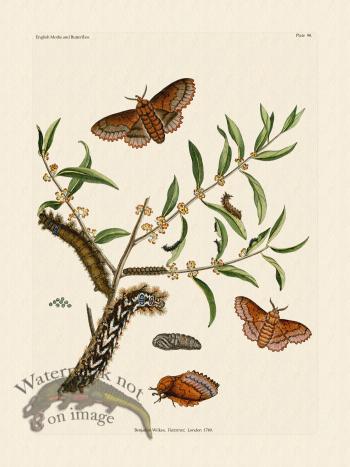 Wilkes Butterflies 098